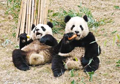 熊猫团团吃瓜蔬菜,探索蔬菜美食之旅