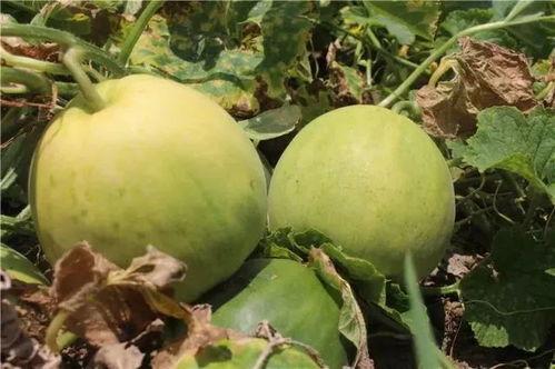 吃瓜的甜瓜,揭秘吃瓜背后的故事