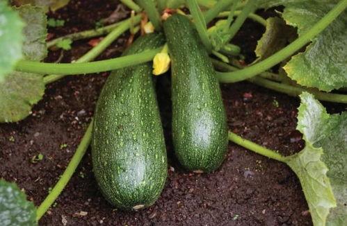 秋天的吃瓜指南,解锁秋季健康美味新选择