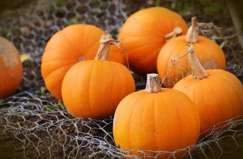 秋天的吃瓜指南,解锁秋季健康美味新选择