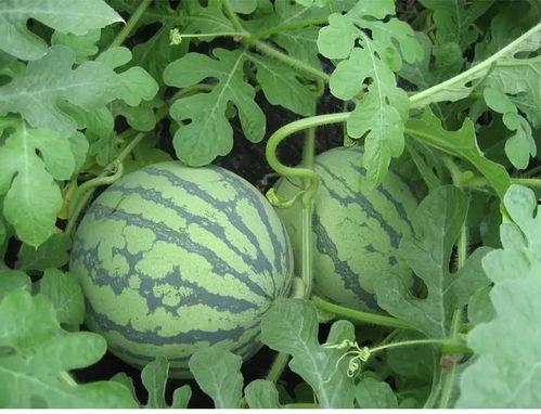 吃瓜金水湾,探寻美食与生活的完美融合