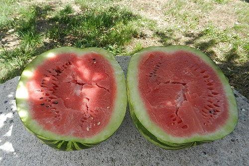 梦见免费吃瓜,揭秘免费吃瓜的奇幻之旅