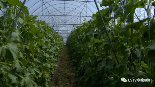 吃瓜群众西昌,吃瓜群众眼中的美食天堂