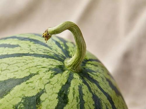 吃瓜r,网络红人的崛起与影响力