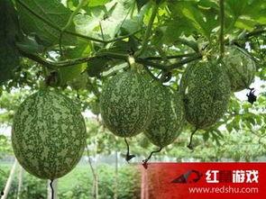 新疆吊瓜怎么吃,解锁美味新体验