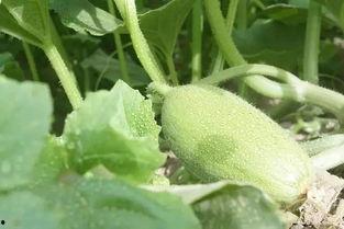 新疆吊瓜怎么吃,解锁美味新体验