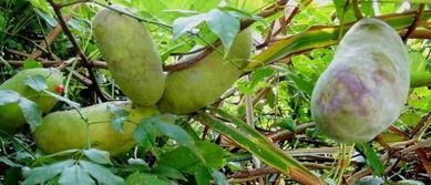 移植前可以吃八月瓜吗,八月瓜是否适宜食用