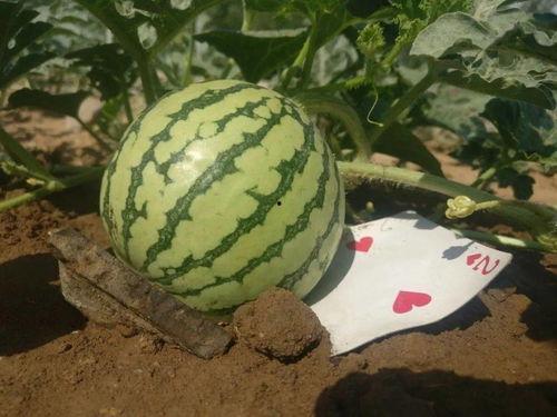 寿和瓜怎么吃,探索健康美味的寿瓜烹饪之道