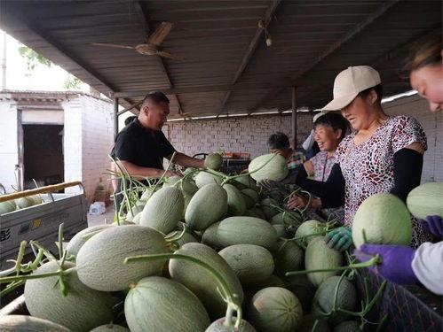 吃瓜都去哪吃,揭秘“吃瓜都去哪吃”的美食秘境