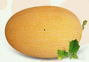 小胖吃哈密瓜,小胖的哈密瓜美食之旅